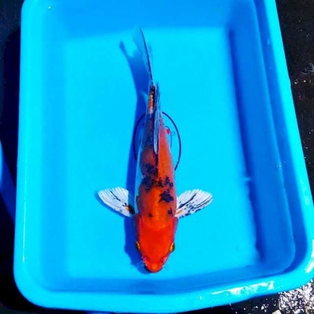 Sanke sleyer 30cm