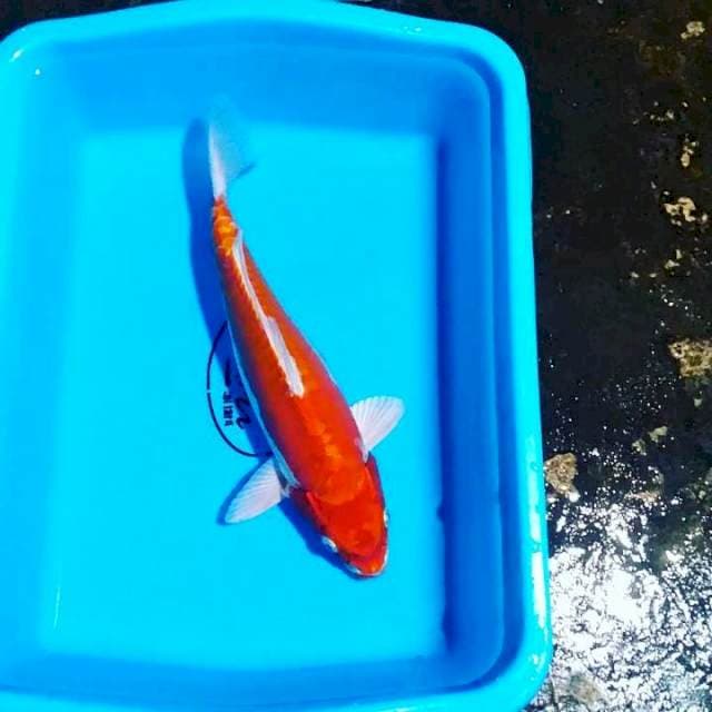 Kohaku doitsu 30cm
