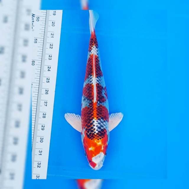 SQ KUJAKU 35CM