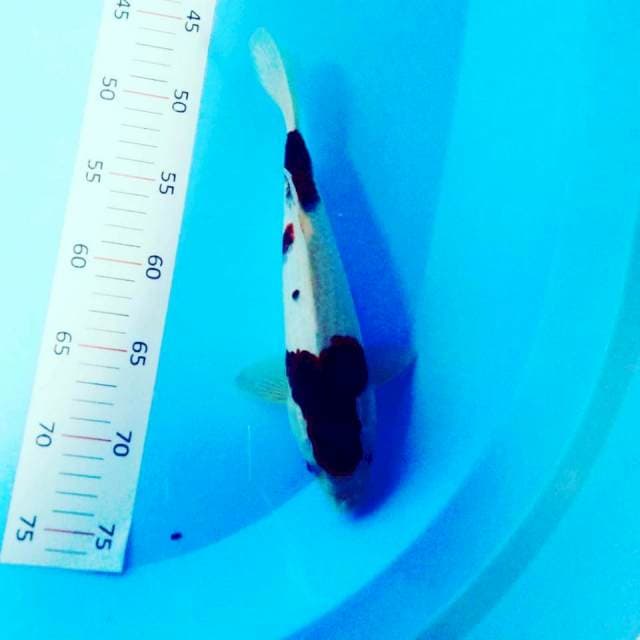 Goromo 27cm