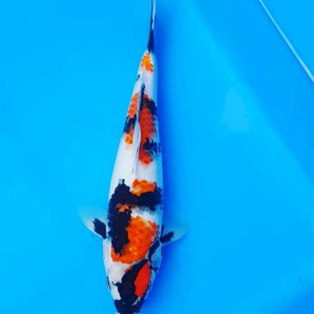 SHOWA 29CM