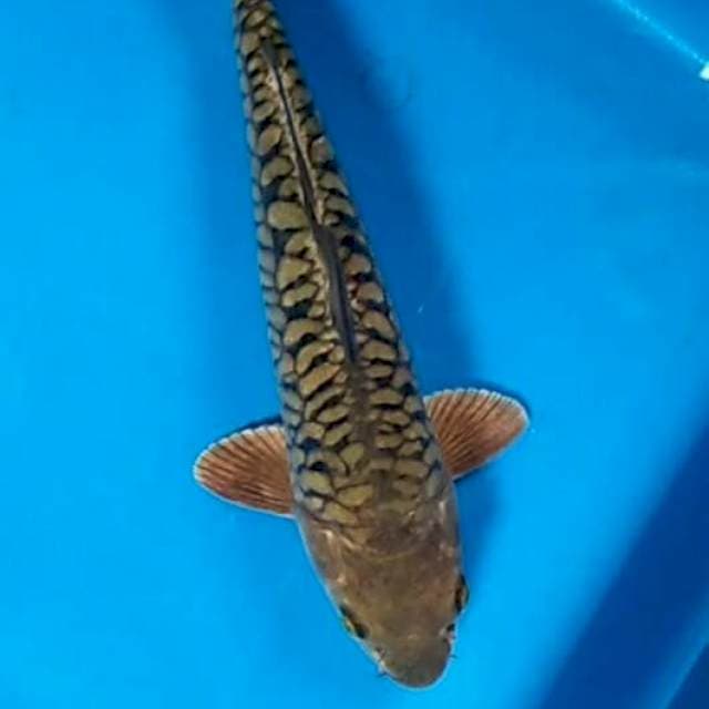 Chagoi aragoke macan 30cm