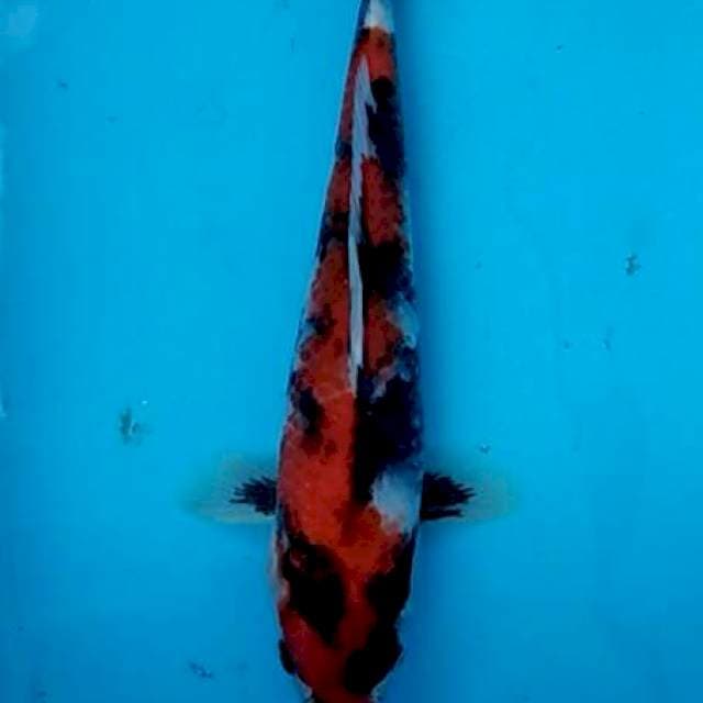 Hi showa bandit 28cm