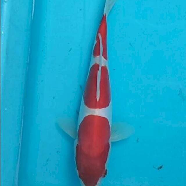 Kohaku doitsu sandan mulus jadi 25cm