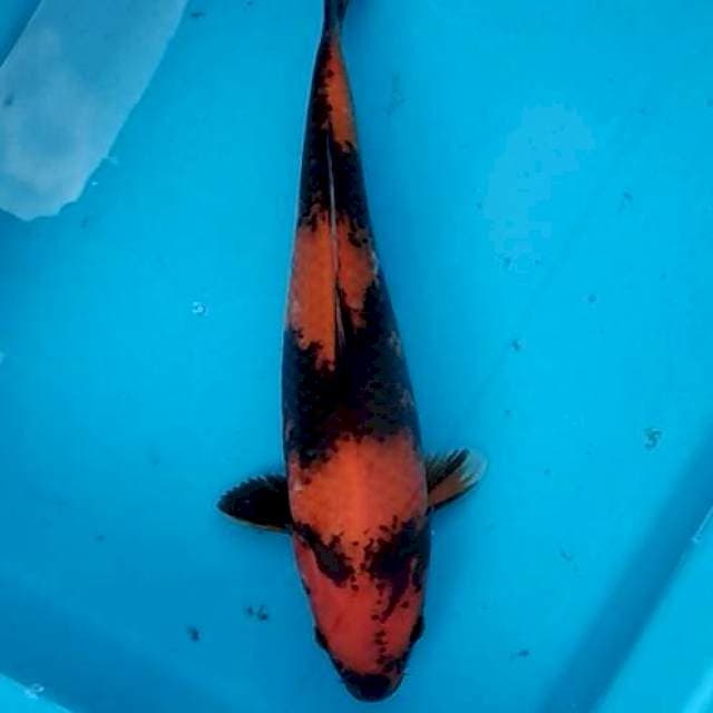 Hi utsuri bulky pola enak 31cm