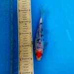 Tancho sanke doit 20cm