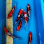 Mix 7ekor beni kumon 14, 15, 18cm