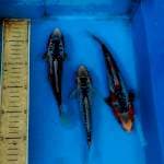 Mix 3ekor shusui 18,20,22cm