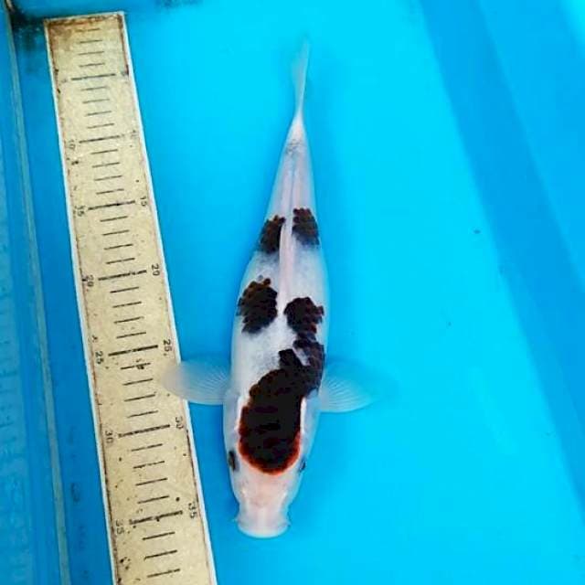 Goromo 31cm