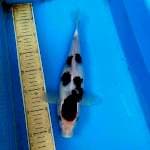 Goromo 31cm