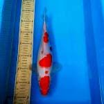 Kohaku 33cm