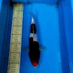 Goromo 31cm