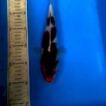 Goromo 28cm