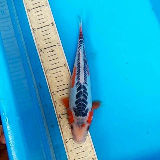 Shusui 27cm