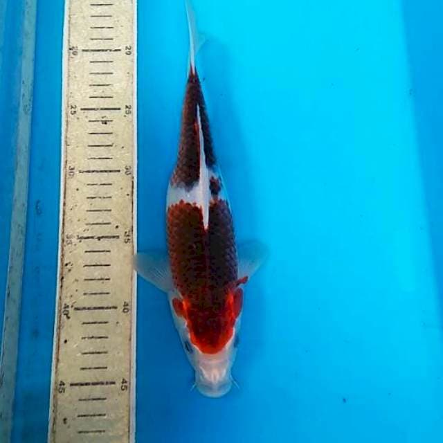 Goromo 26cm