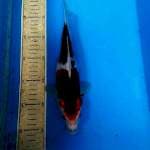 Goromo 26cm