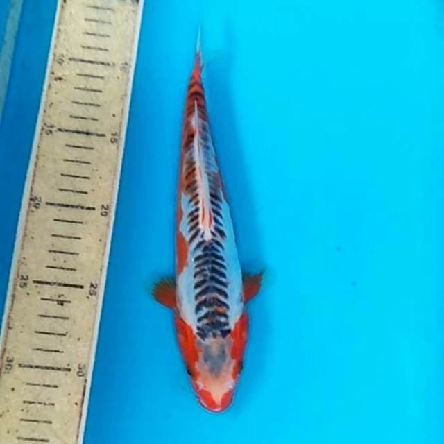 Shusui 25cm