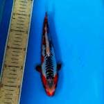 Shusui 25cm