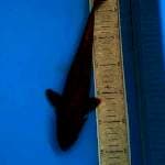 Cagoi tembaga 30cm