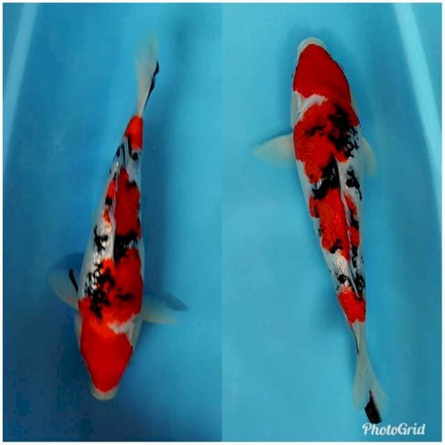 RED Sanke ginrin original