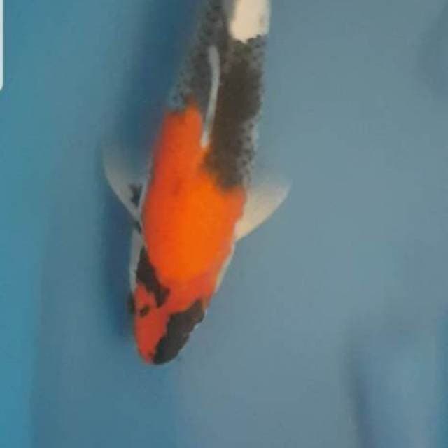 Showa