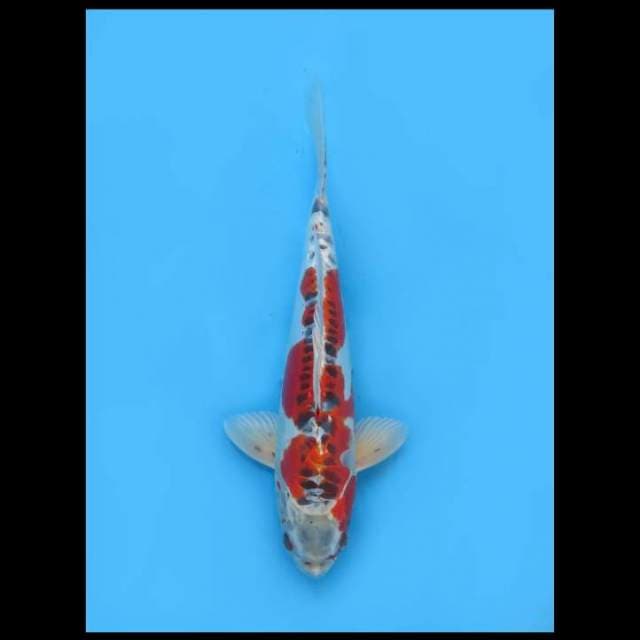 Spesial Benikinkikoryu Prospek - 38cm Male 