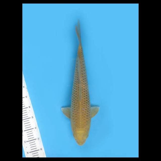 Penjinak Midorigoi calon Jumbo - 51cm Male