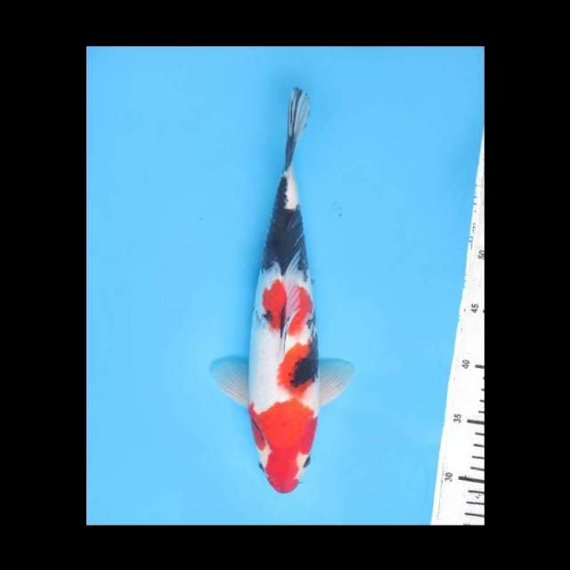 Showa Sanshoku Bulky - 32cm Male 