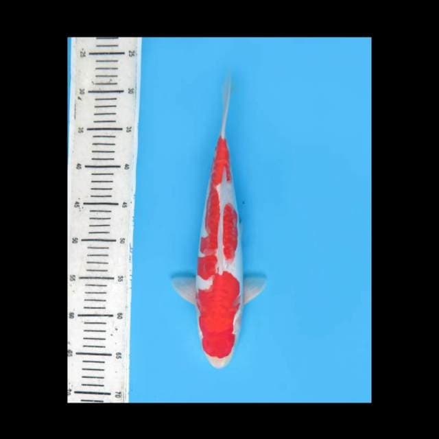 Kohaku Asli Pola Koleksi - 35cm Male