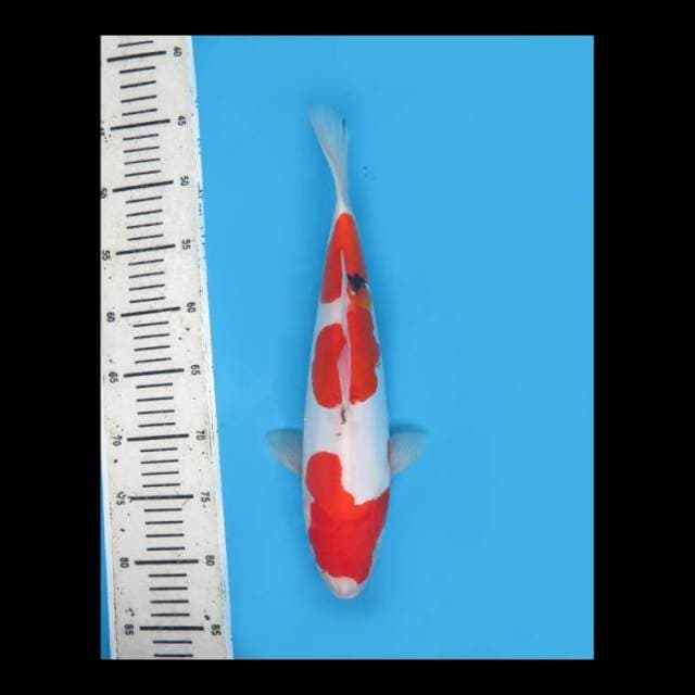 Sanke Doitsu Calon Jumbo - 33cm Female 