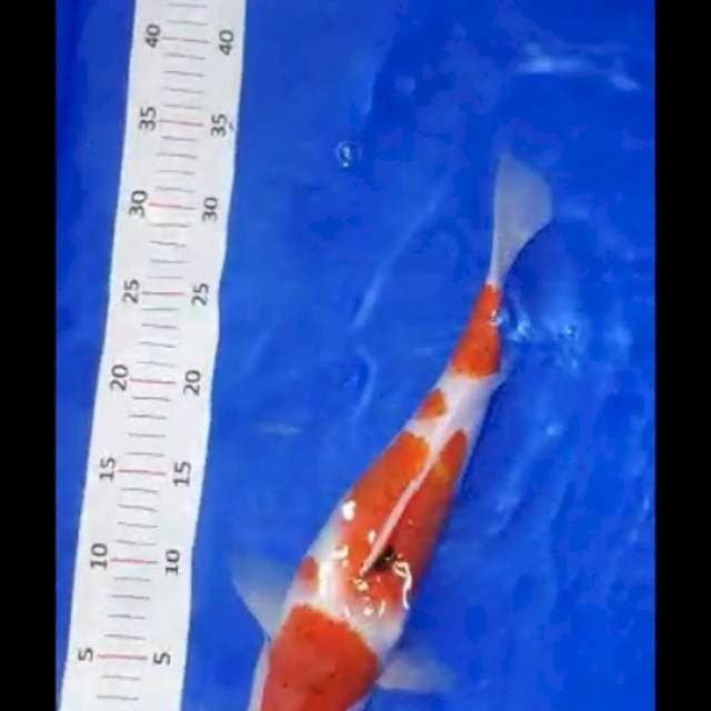 Kohaku karashi 35bu