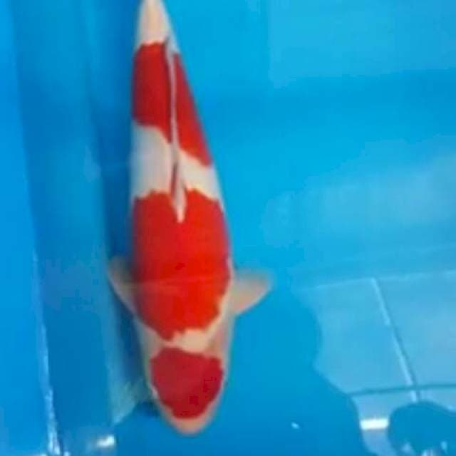 Kohaku 55cm