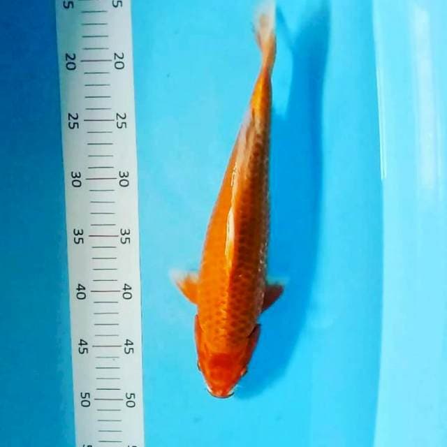Ogon 34 cm