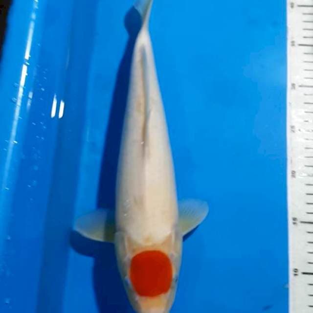 TANCHO 36 CM