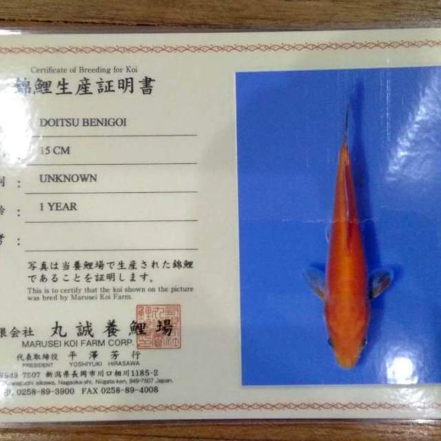 Doitsu Benigoi 15cm (Marusei). Import dan Sertifikat
