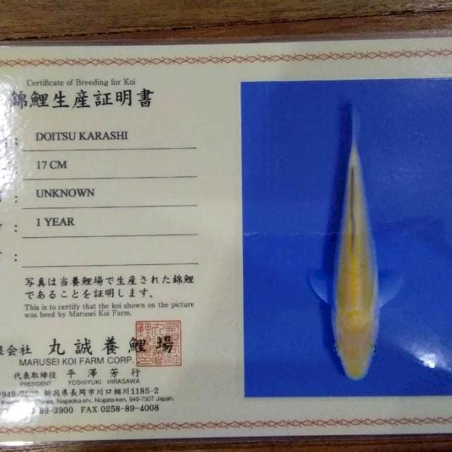 Doitsu Karashi 17cm (Marusei). Import dan Sertifikat