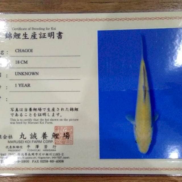 Chagoi 18cm (Marusei). Import dan Sertifikat