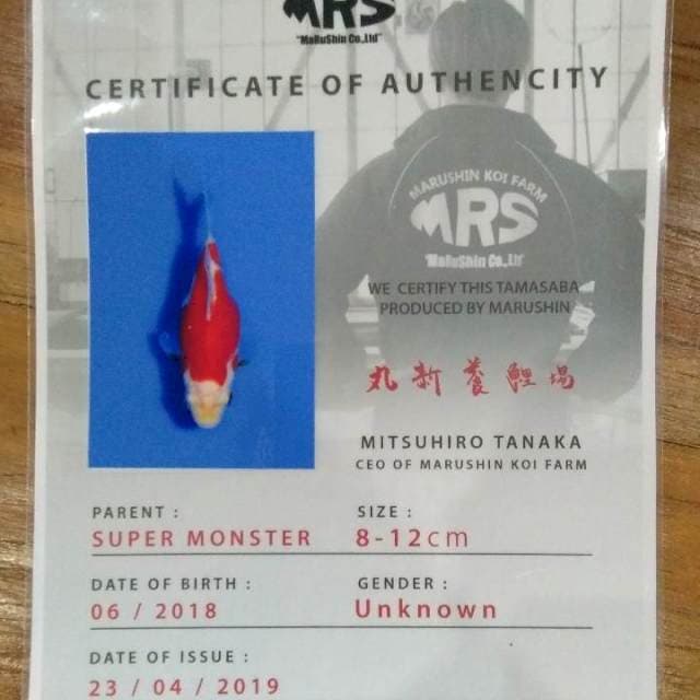 Tamasaba 11cm (Marushin). Import dan Sertifikat