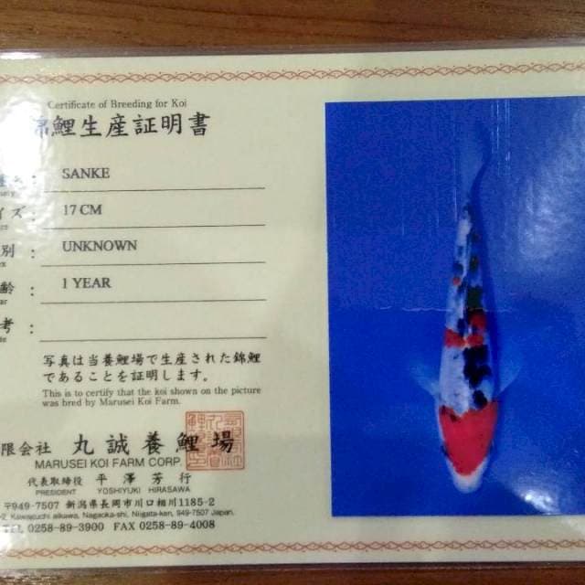 Sanke 17cm (Marusei). Import dan Sertifikat