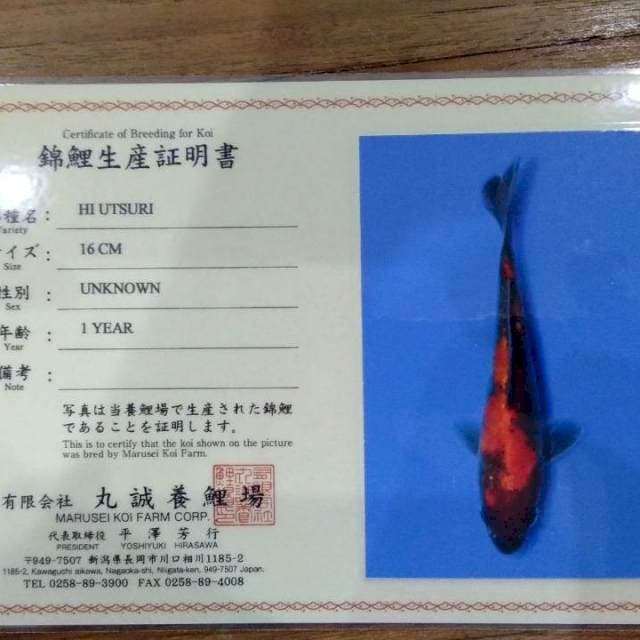  Hi Utsuri 16cm (Marusei). Import dan Sertifikat