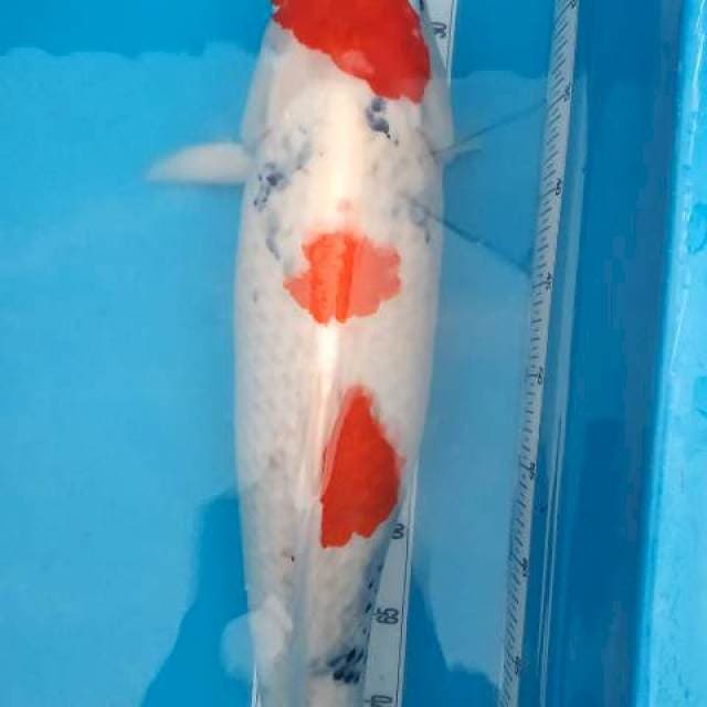 showa 70cm up..