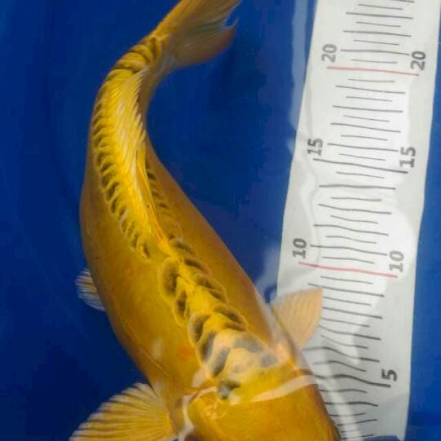 Kiko kuning mantap 30 cm