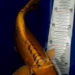 Kiko kuning mantap 30 cm
