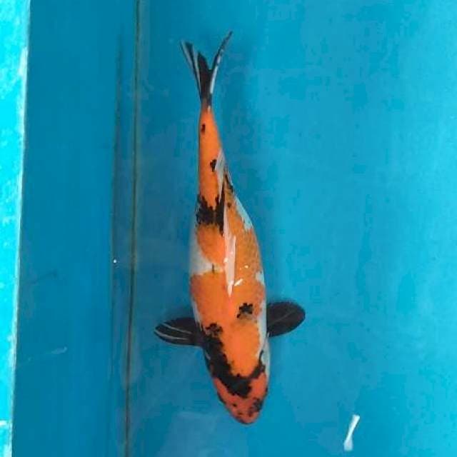 Showa F1 39cm
