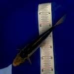 Shushui ring rapi male 27 cm