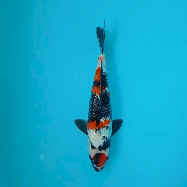 SHOWA MARUTEN 32 CM