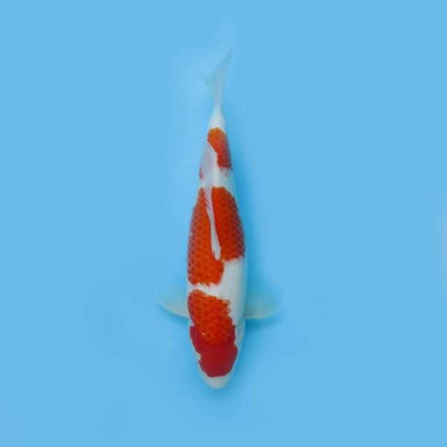 KOHAKU JUMBO TOSAI BULKY