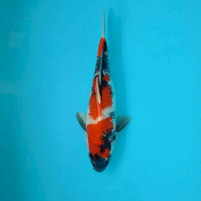 SHOWA 35 CM