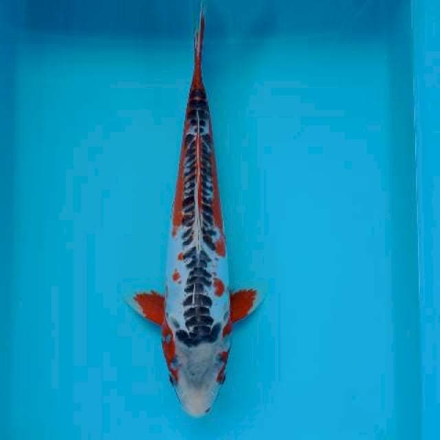 SHUSUI 35 CM