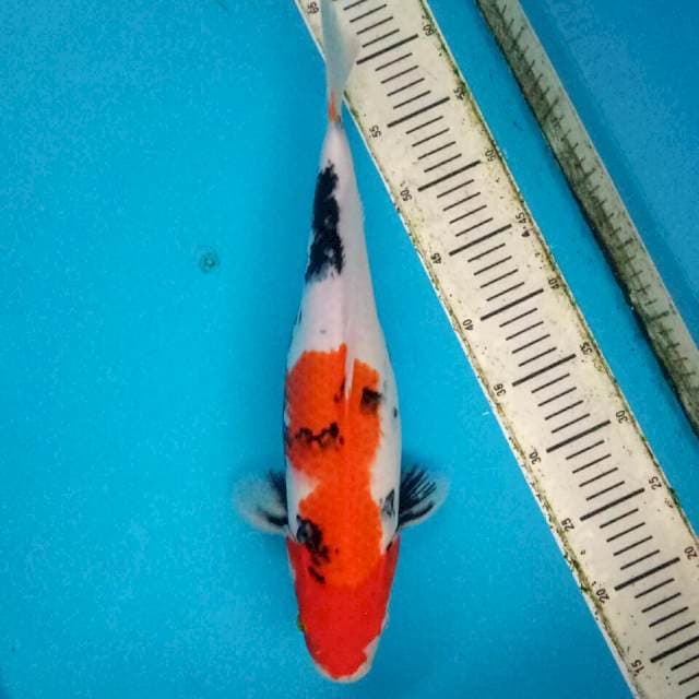 Original showa 43cm